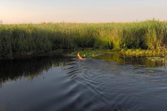 Delta Dunarii - im000204.JPG